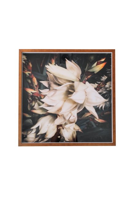 Yucca